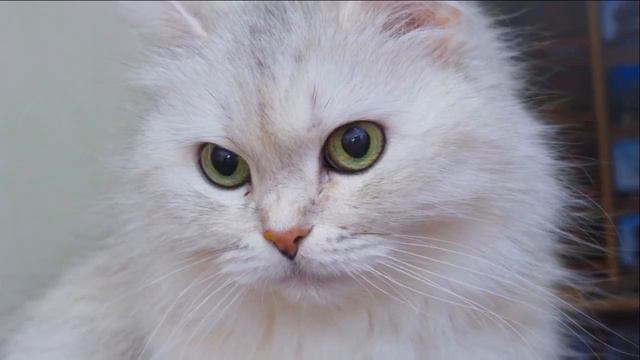 Черные и белые коты смотреть онлайн