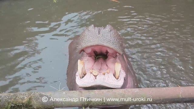 Индонезия - Таман сафари - Бегемот. Indonesia. Taman Safari. Остров Ява Jawa смотреть онлайн