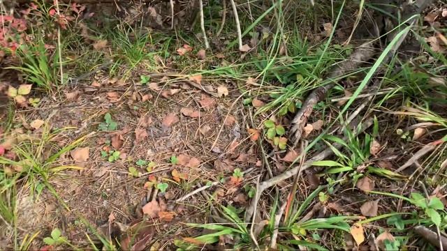 ДАЧА: В начале октября??Набрали комней для клумбы. Сажаю лук и чеснок смотреть онлайн