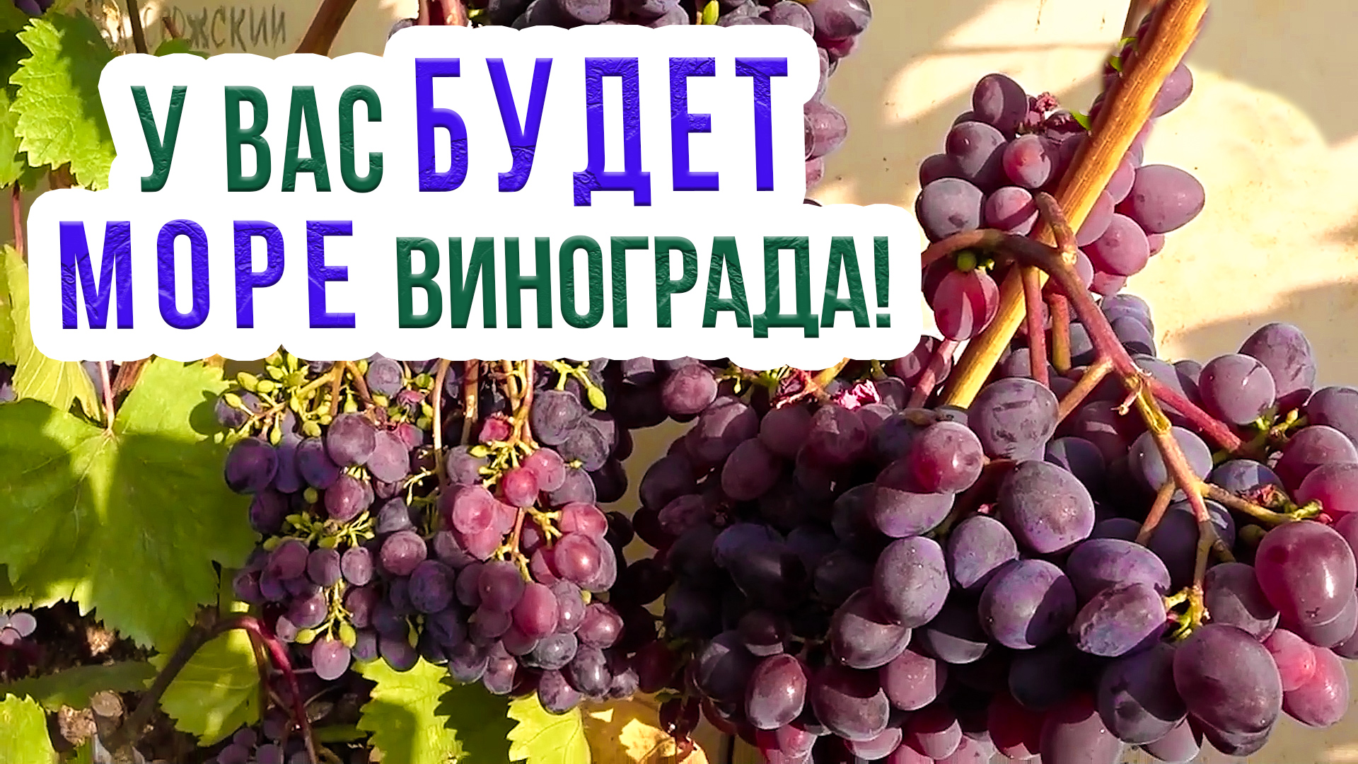 Лучшие сорта винограда для Сибири. Самые урожайные сорта винограда для выращивания смотреть онлайн
