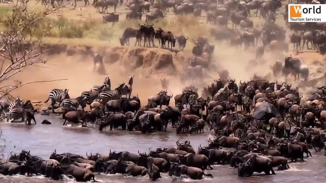 Самое лучшее сафари по Кении с WildTreck смотреть онлайн