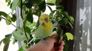 ?? Учим попугая петь. Урок № 41: "Зеленый попугай"