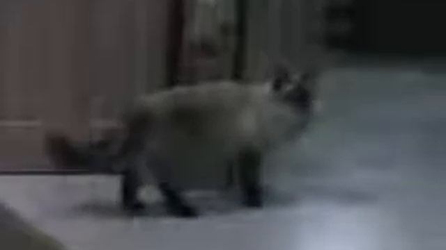 PANASONIC NV GS200 смотреть онлайн