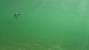 Воблер Strike Pro Baby Buster беби бастер страйк про джерк