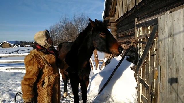 Ольга с нашей Рутой. Ежедневная разминка для лошади. смотреть онлайн