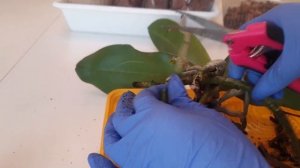 Обработка орхидеи при пересадке с сухими и гнилыми корнями || Перекись или зелёнка для орхидей