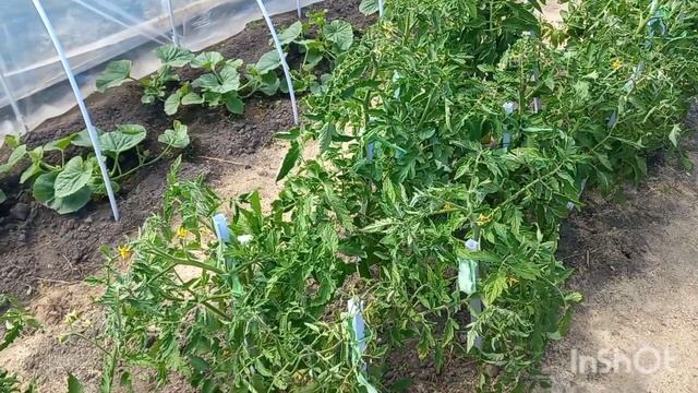 КУПИЛИ ЗАБРОШЕННУЮ ДАЧУ/42/ВЫГОНЯЮ ЖИВНОСТЬ С ОГОРОДА/ПОДВЯЗАЛА ТОМАТЫ И ОГУРЦЫ/ПРОПОЛОЛА КАРТОФЕЛЬ смотреть онлайн