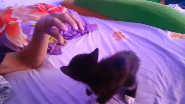 Дикий котенок смотреть онлайн