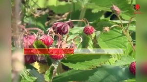 ♪  ЯРАТОН МАР МЕДА СЫӴЕ ТОН караоке удмуртские песни