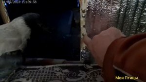 Обычная серая ворона домашняя птица
