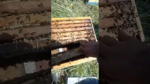 Каменный расплод .Странное пчеловодство.Кашковский.Имунетет