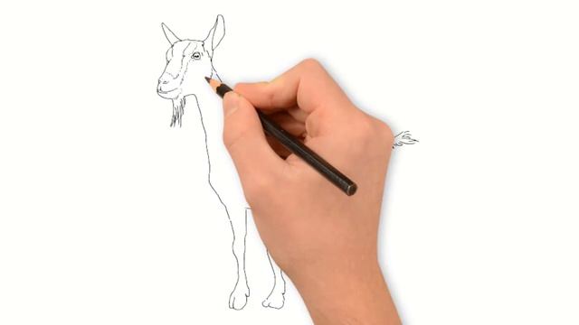 Коза, як намалювати козу, малюємо козу олівцем смотреть онлайн