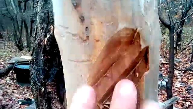 О заготовке дров для костра в сыром лесу. смотреть онлайн