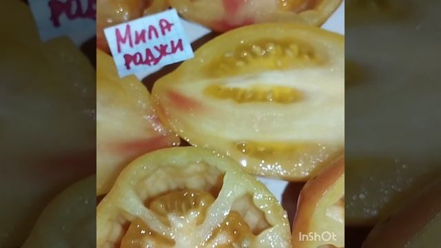 Удивительный томат Мила роджи ! Таких ещё не видела ! смотреть онлайн