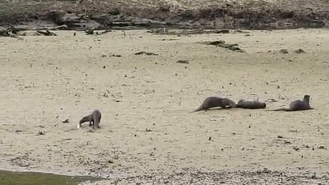 Otter Family On Sand Bank