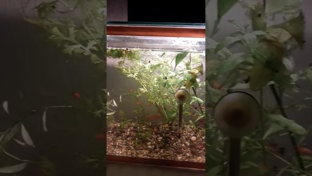 Меченосцы смотреть онлайн