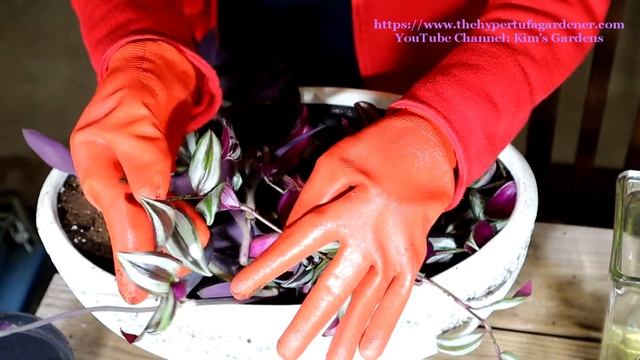 Get Ready For Summer - Planting Cuttings of Tradescantia Zebrina &Pallida - I Want Lots of Starts! смотреть онлайн