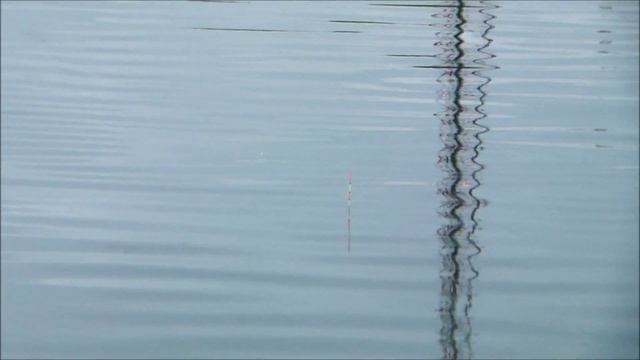 Херабуна.Поклевки карася. смотреть онлайн