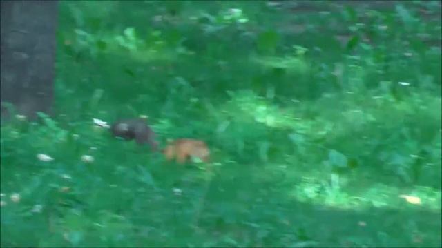 Белка в парке Новосибирска. Squirrel in the park of Novosibirsk. смотреть онлайн