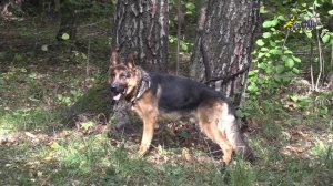 Команда голос, как научить правильно, немецкая овчарка