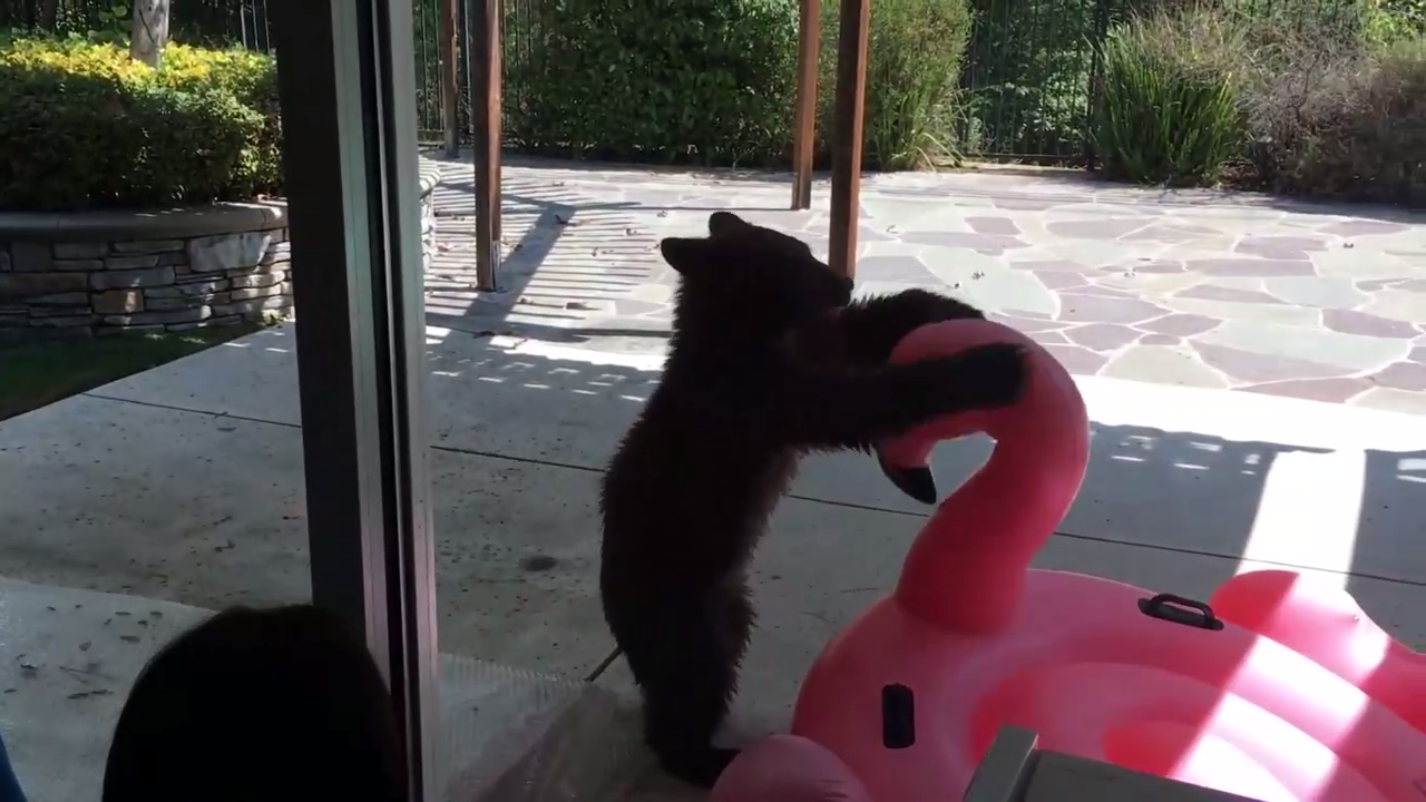 Мишка против фламинго смотреть онлайн