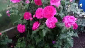 роза Дэвида Остина Ян Люсидас