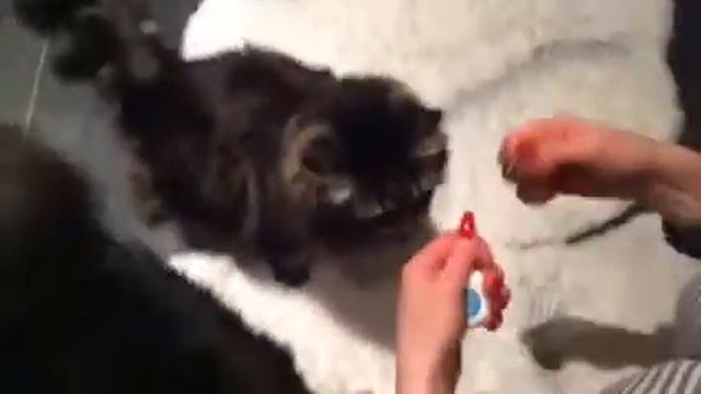 Кошки чистят зубы смотреть онлайн