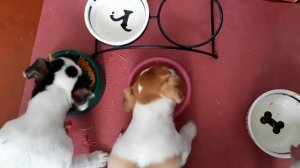 Кормление щенков Джек Рассел терьера 2 мес. и 1 неделя 2.5кг