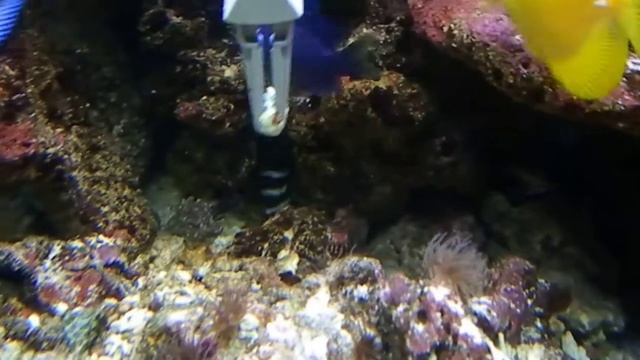 Zebra Moray Eel (Gymnomuraena zebra) Aquarinos смотреть онлайн
