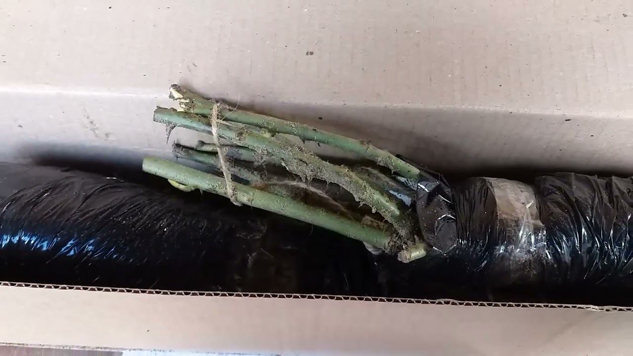 РОЗЫ. Посылка пятая. Завершающая