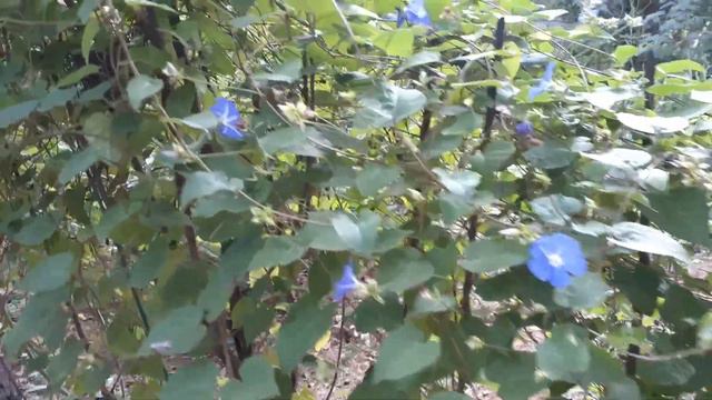 Jacquemontia Violacea|Sri Lanka