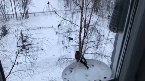 Синицы снегири и воробей на кормушке сделанной своими руками