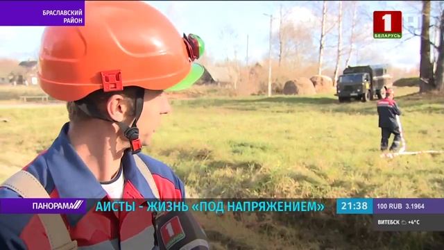 Способ сохранять гнезда аистов на опорах ЛЭП нашли в Витебской области смотреть онлайн