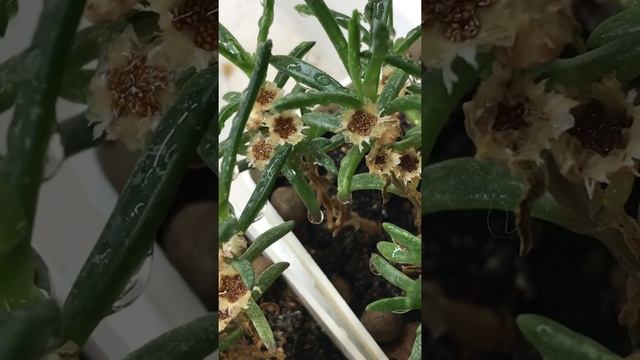 Семена у Delosperma Napiforme смотреть онлайн