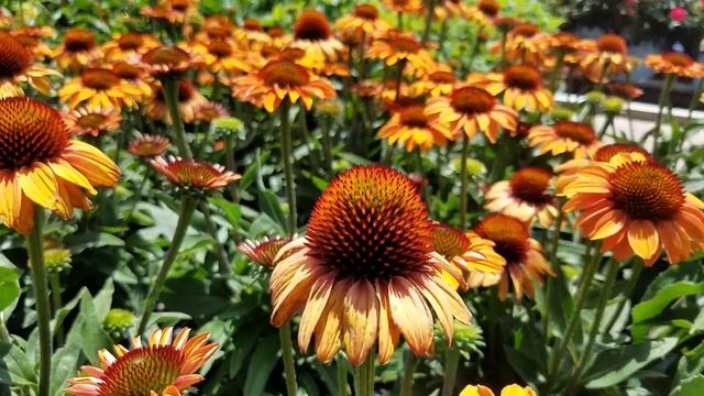 Best Perennials - Echinacea Prima™ Ginger (Coneflower)