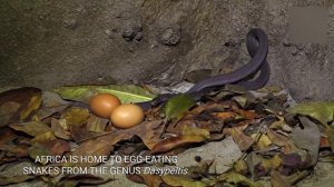 Голодный Питон Глотает Целиком Свою Жертву ! Змея Против Крокодила, Льва и Других Животных.