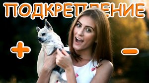 Как использовать положительное и отрицательное подкрепление / Кинология / Зоопсихология