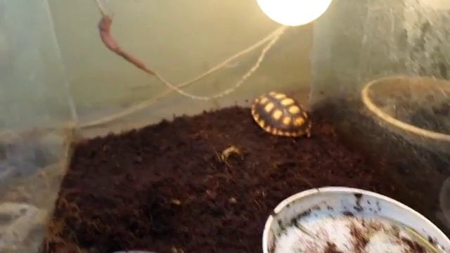 Красноногая черепаха (Chelonoidis carbonaria) - содержание новорожденных черепашат смотреть онлайн