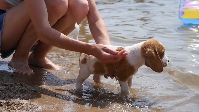 Facts About Beagle Dogs 101-All You Need to Know смотреть онлайн