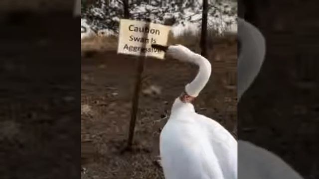Осторожно опасный лебедь смотреть онлайн