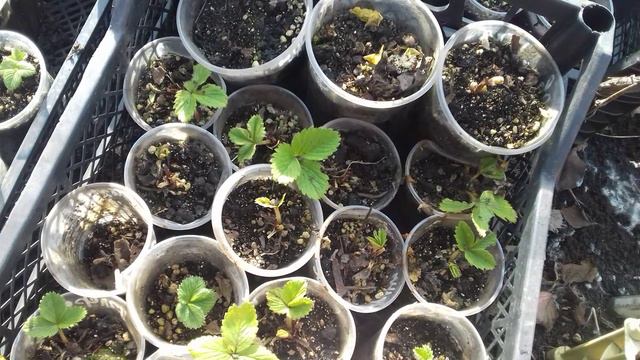 Первая обработка рассады клубники.