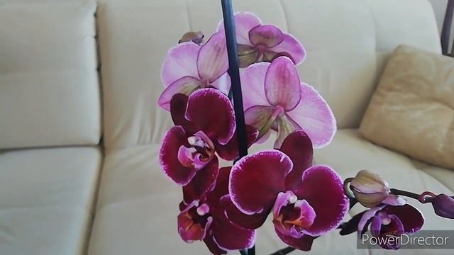 Шикарные Новые Орхидеи!!! Мои орхидеи новинки на 8 Марта из Леруа!//Хотелось купить все))) смотреть онлайн