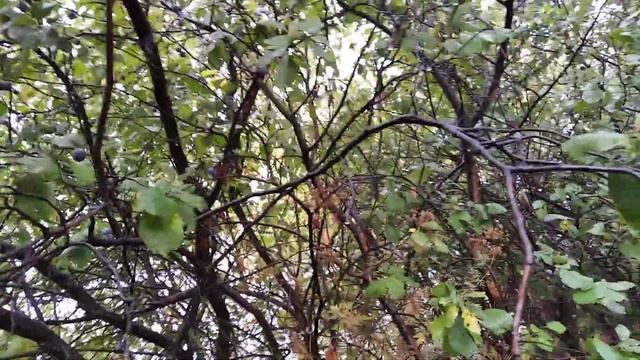 Туманище и дикий тёрн! смотреть онлайн