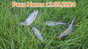 Река Миасс. Рыбалка Курганская область