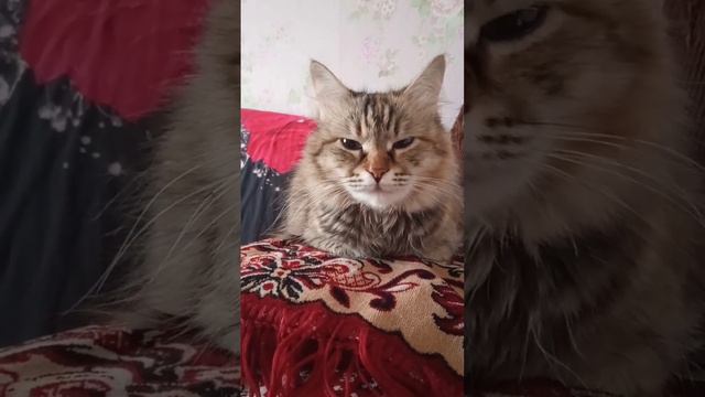 #рекомендации #мироздание #ситников #психология #наука #интервью #блог #коучинг #best #мурка смотреть онлайн