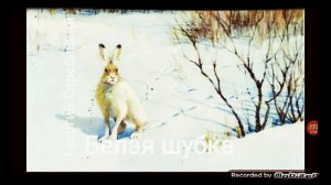 БЕЛАЯ ШУБКА ? рассказ ? аудио ? автор Георгий Скребицкий ?