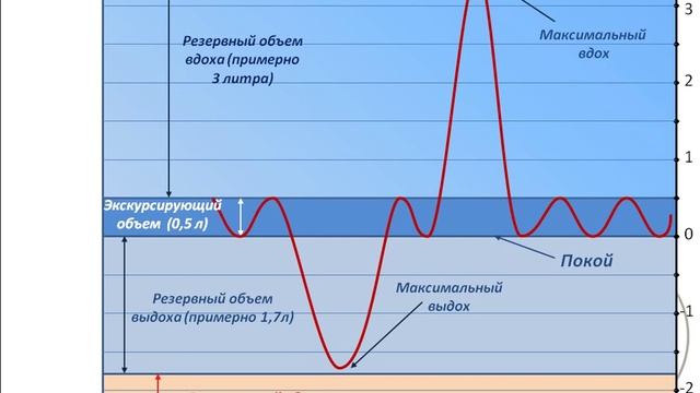 Объемы легких