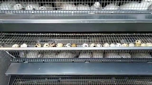 Что с курами? Устроили себе отдых 🐔🐔🥚 смотреть онлайн