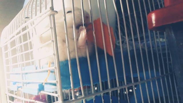 Смешная поза хомяка!😂😂😂 сидит на попе и ест морковку. смотреть онлайн