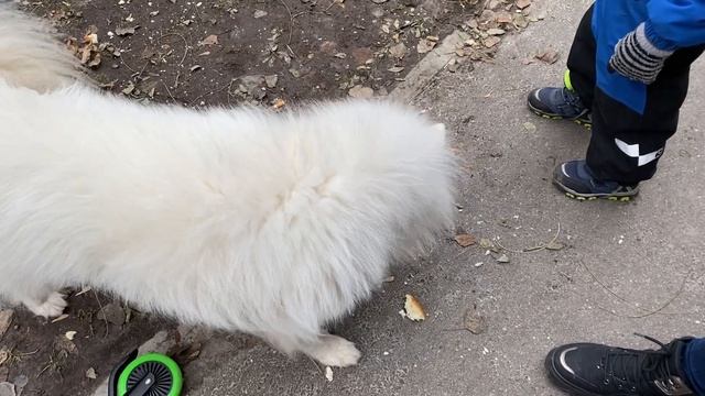 Жадный Самоед отбирает хлеб у голубей | Большой белых голубчик ) смотреть онлайн